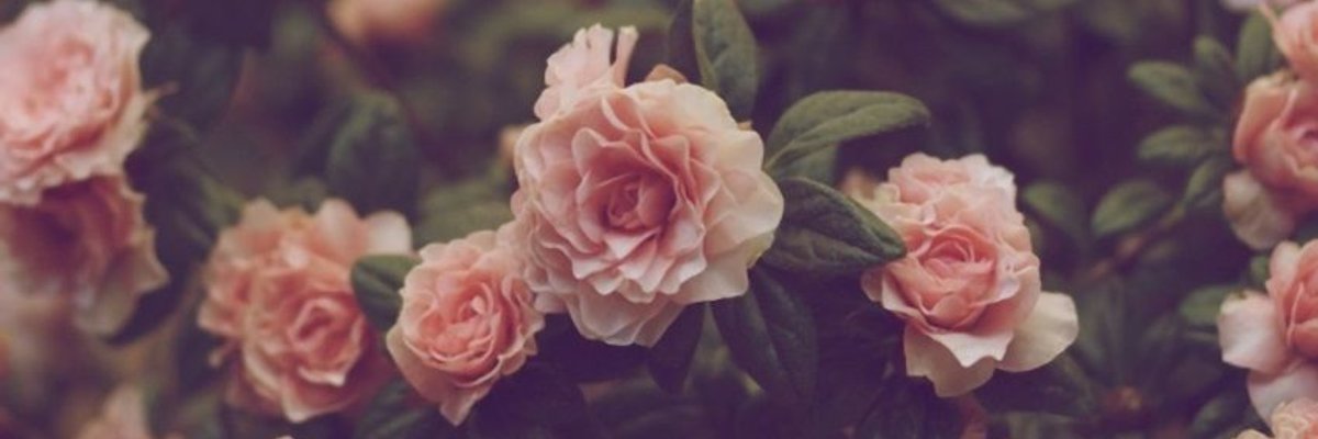 Aleyna Alexiis cover