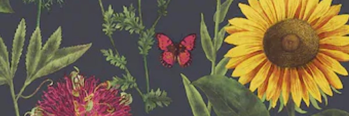 Ava cover