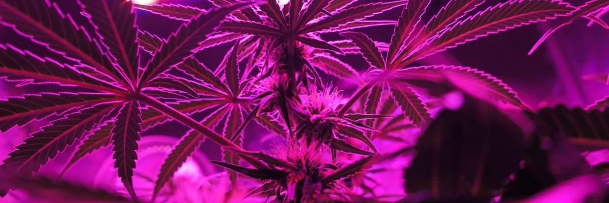 Baked veggie FREE cover
