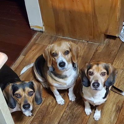 BeagleTrio