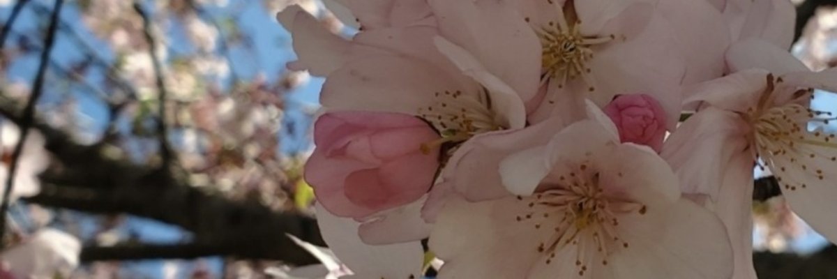 ･ﾟ:*🌸Miele🌸 *:°• cover
