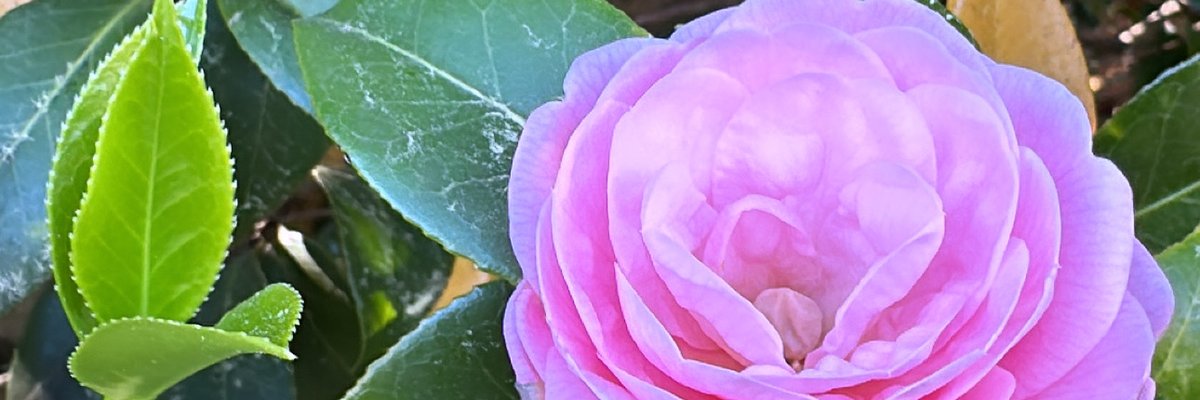 Elishia lockwood cover