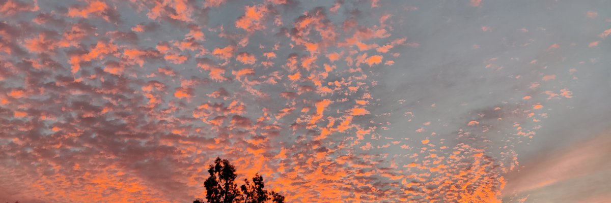 Thebiscottibody cover