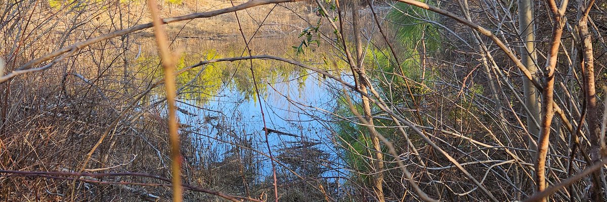 Blitzen Reindeer cover