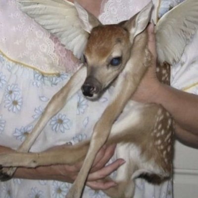 bambi