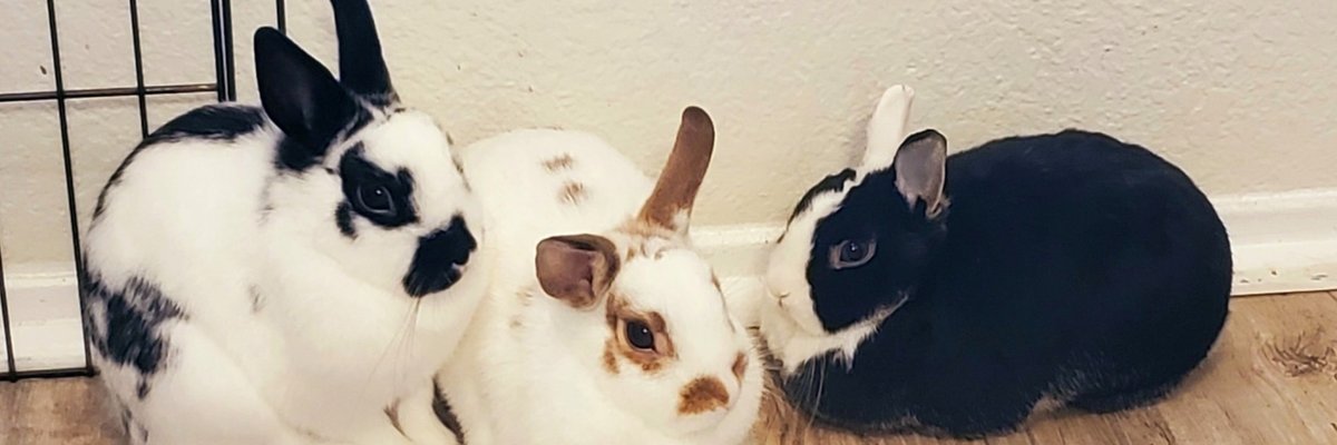 🌈Bunny Oasis🐇🌴 cover