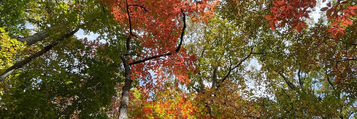 Cutest Feet in the Forest cover