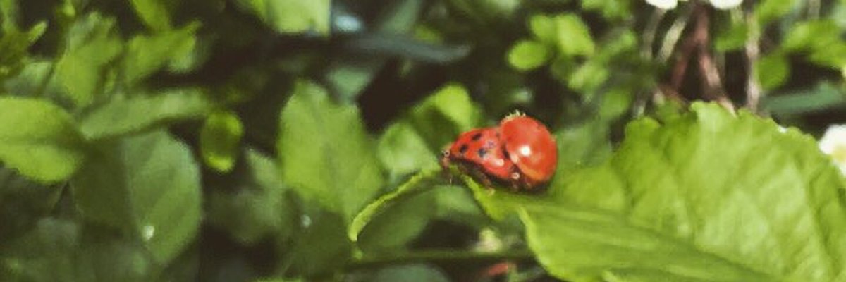 cream ( • )( • ) cover