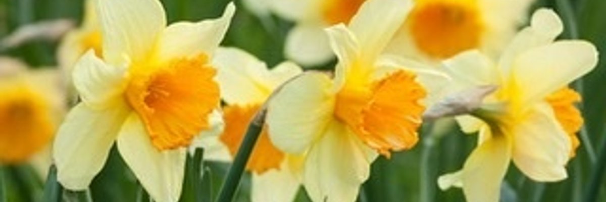 Daphne Daffodil cover