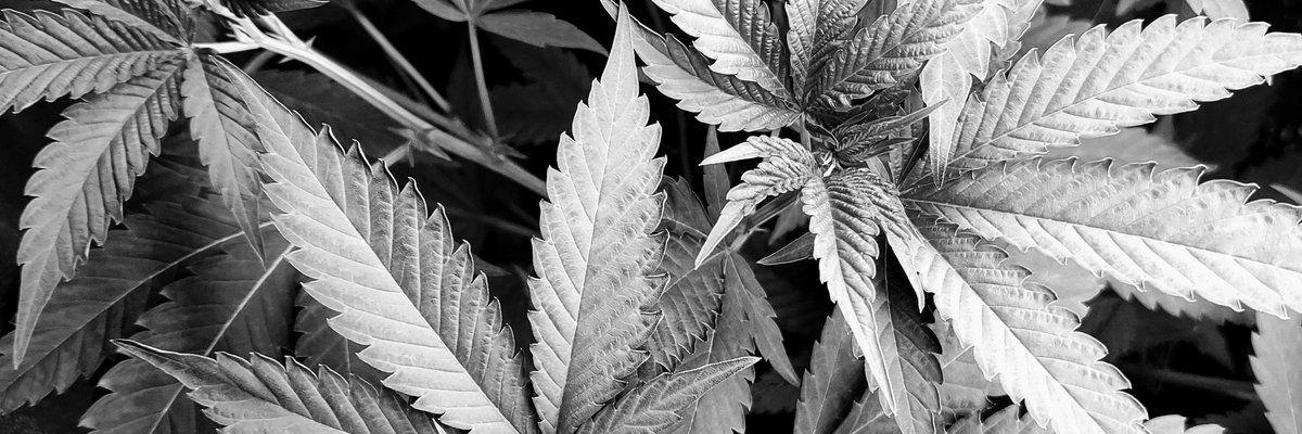 𝕯𝖎𝖗𝖊𝖈𝖙 𝕿𝖗𝖔𝖚𝖇𝖑𝖊 cover