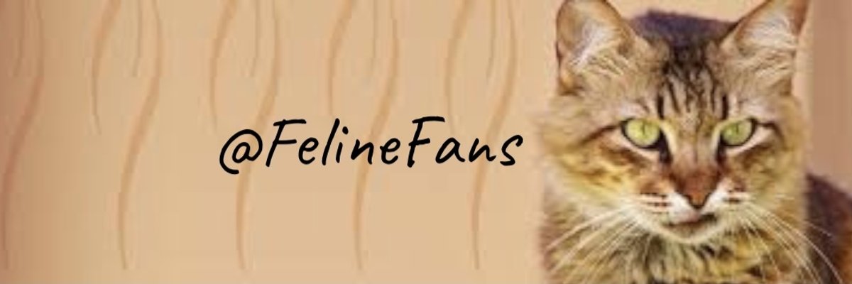 💕🐱 FelineFans 🐱💕 cover