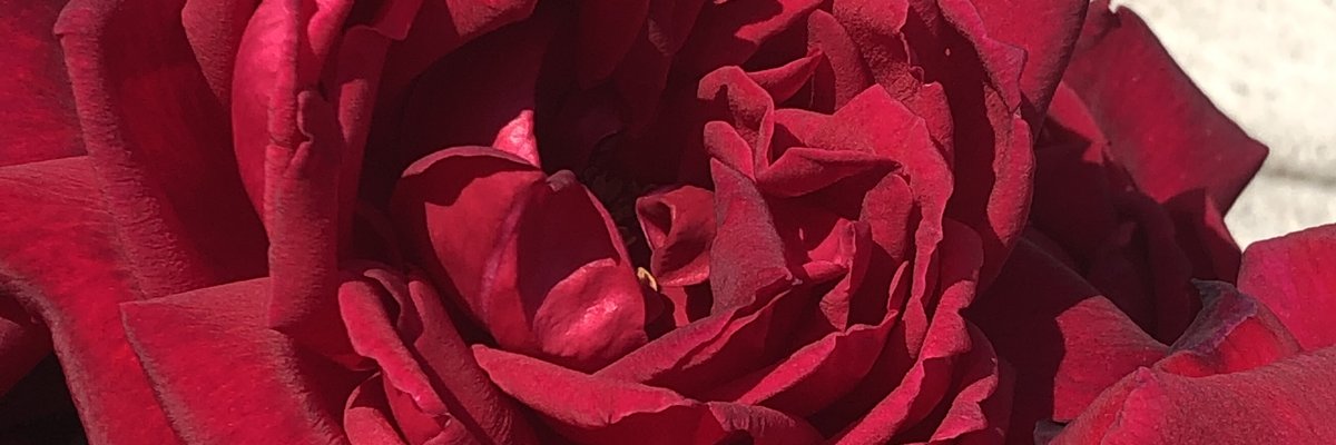 flo cover