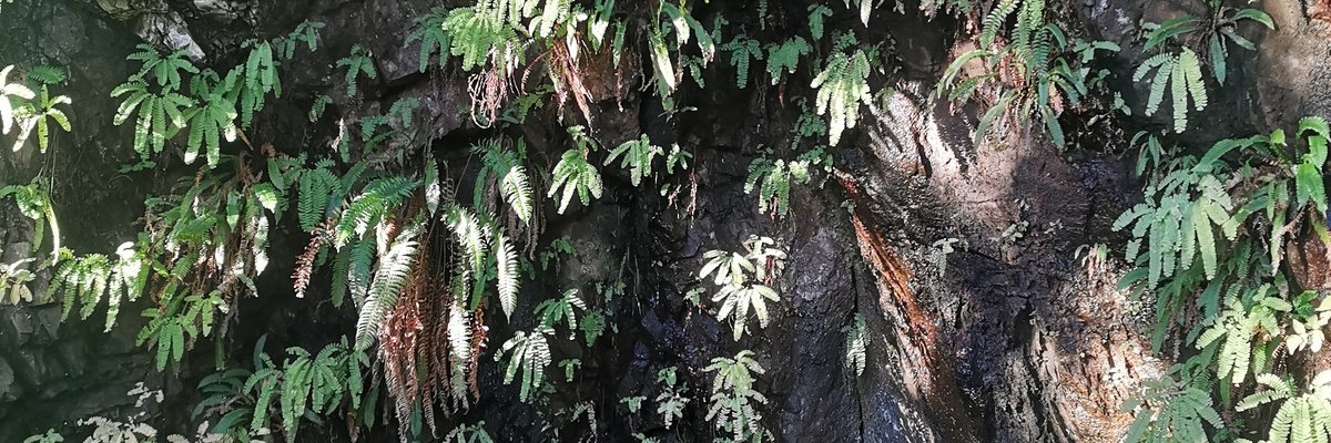 Forrest Goddess🌲💚 cover