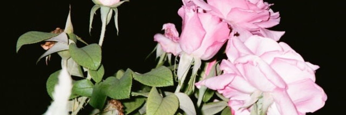 Hannah cover