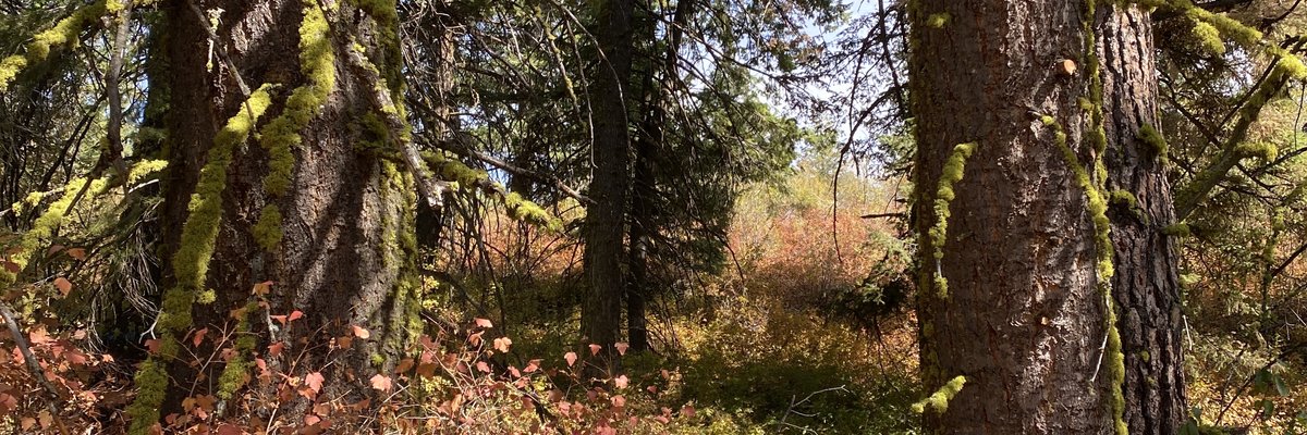 Harper the Fox cover