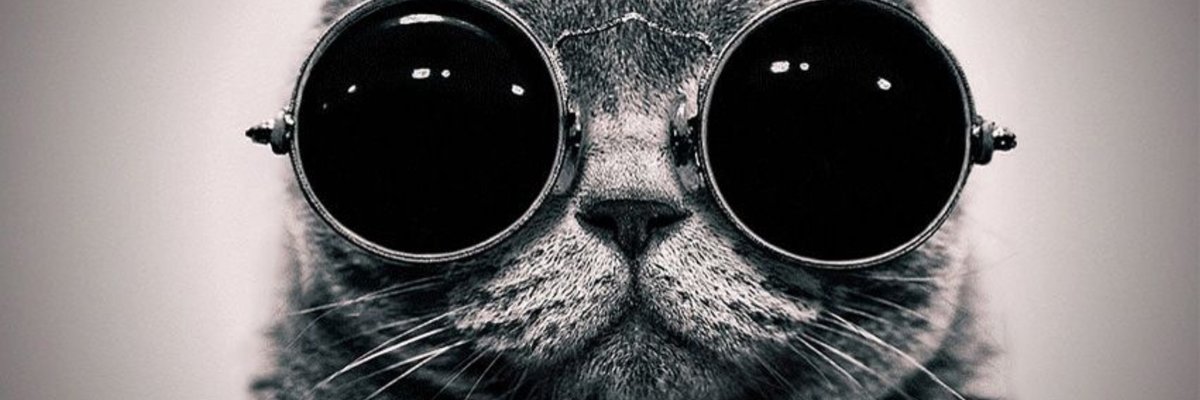 THE WANK BANK 🌹 cover