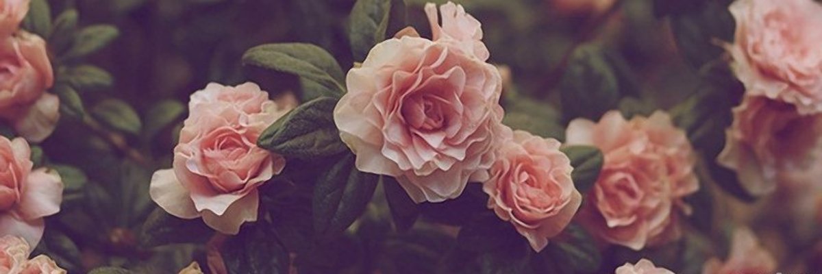 Honey Princess cover