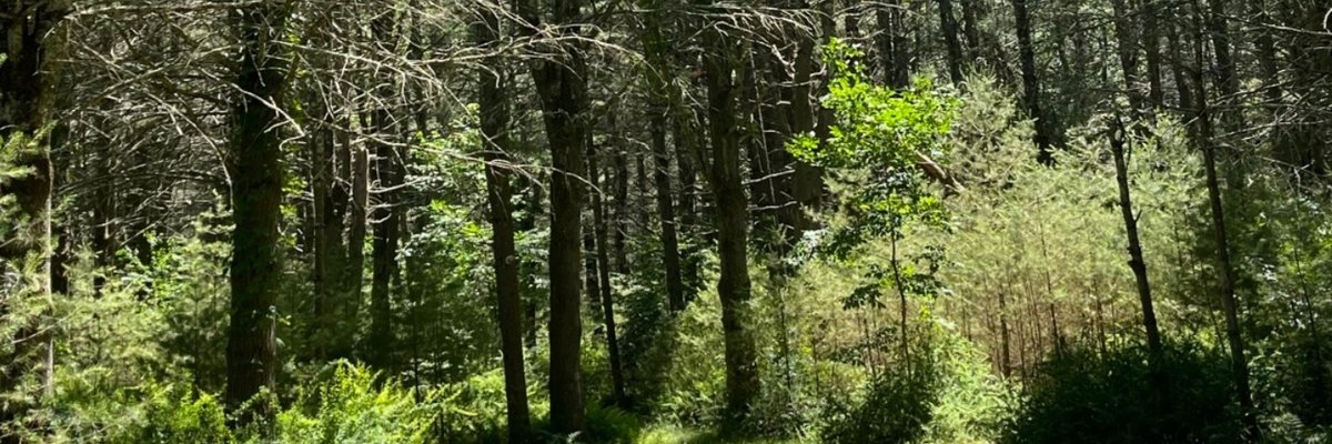 Hannah 🌳 Fetish Goddess cover