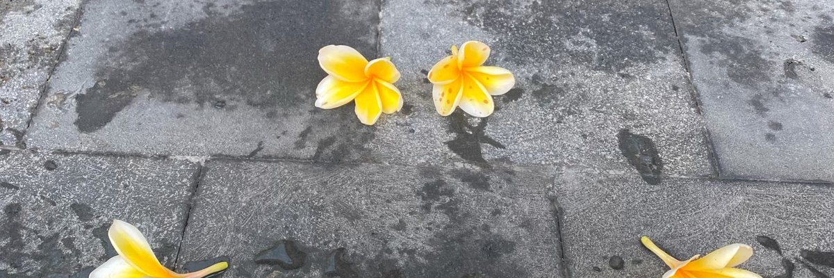 Tokyolynn⭐️ cover