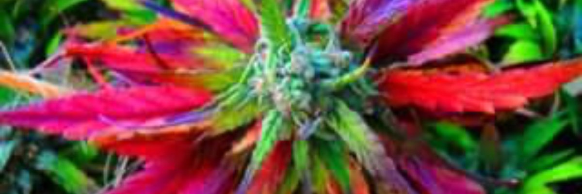 Darren Lehmann cover