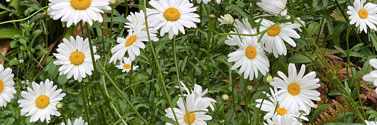 jasmine villanueva cover