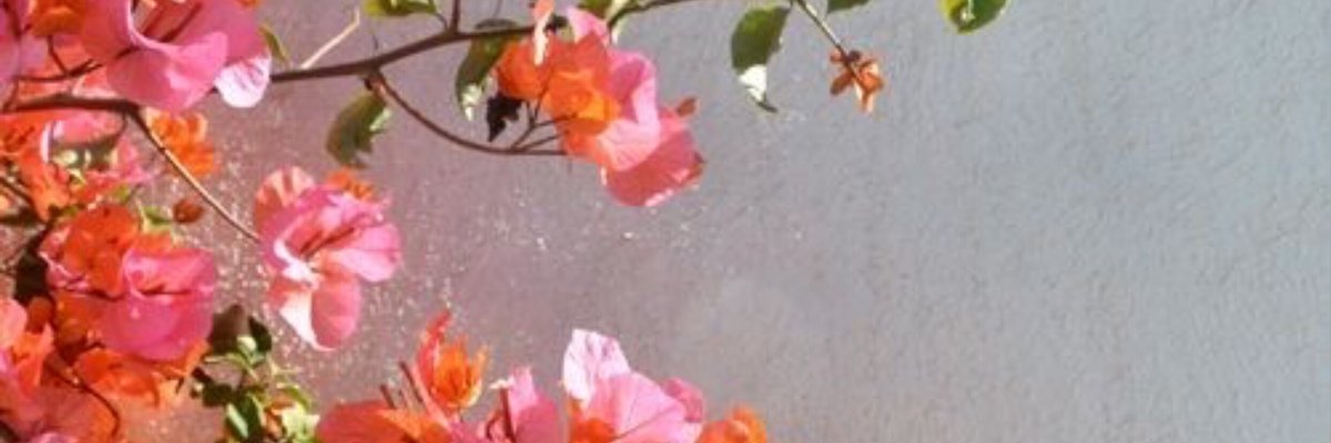 Jenna 🌹 cover