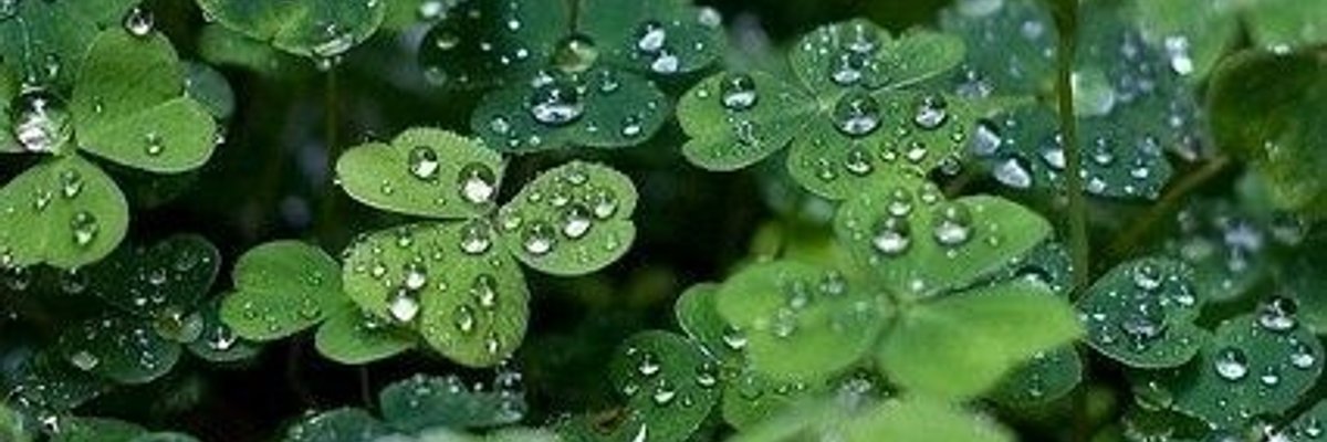 Kimmy Clover ☘️ cover