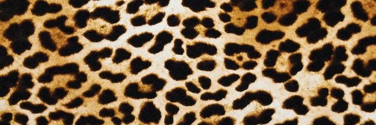 KittyKat0120 cover