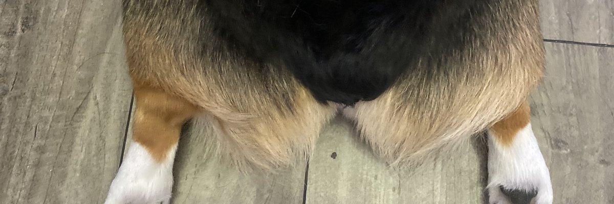 Kona The Corgi cover