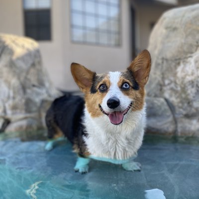 Kona The Corgi