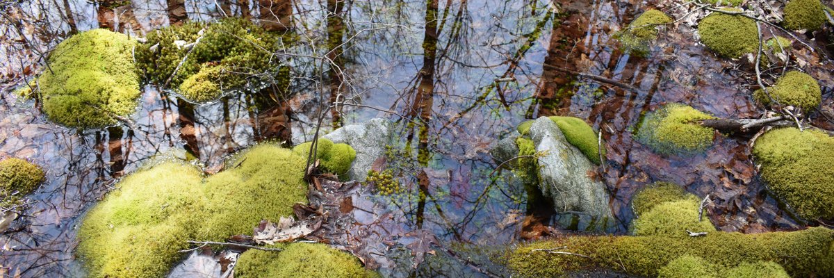 Lorna Dewdropper 𓆏 cover