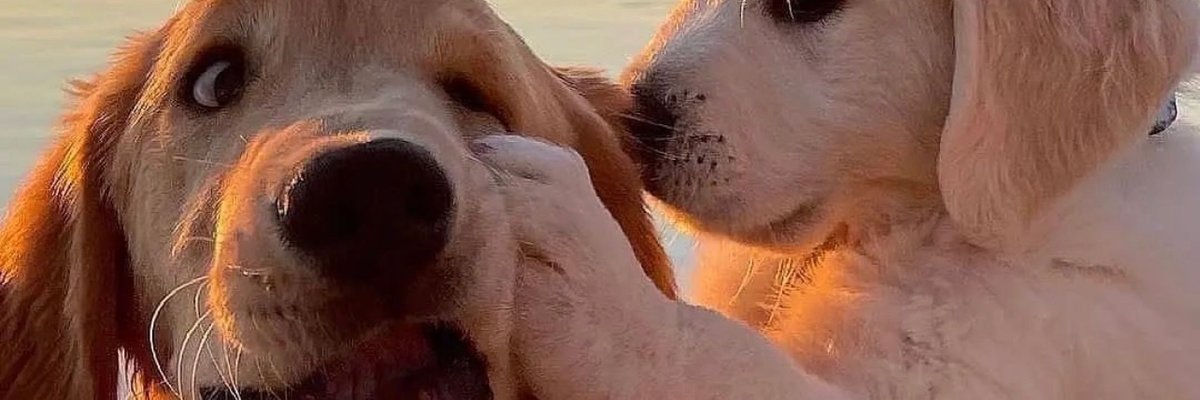 🧝🏽‍♀️ cover