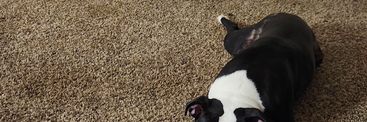 🪷OKAMII🪷 cover