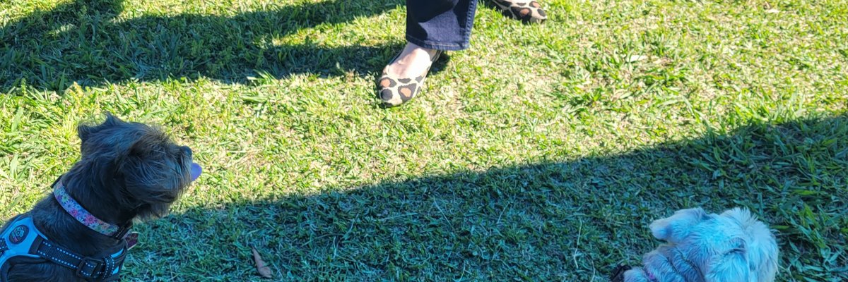 TexasCougarFeet cover