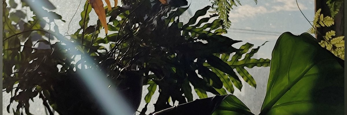 Monocromático cover