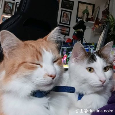 Only Paws With Dusty