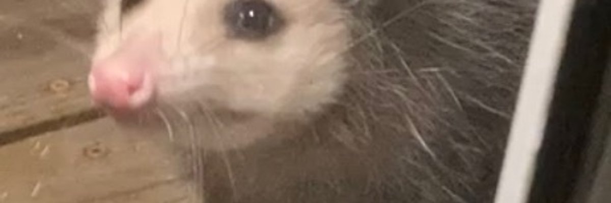 OpossumBeka cover