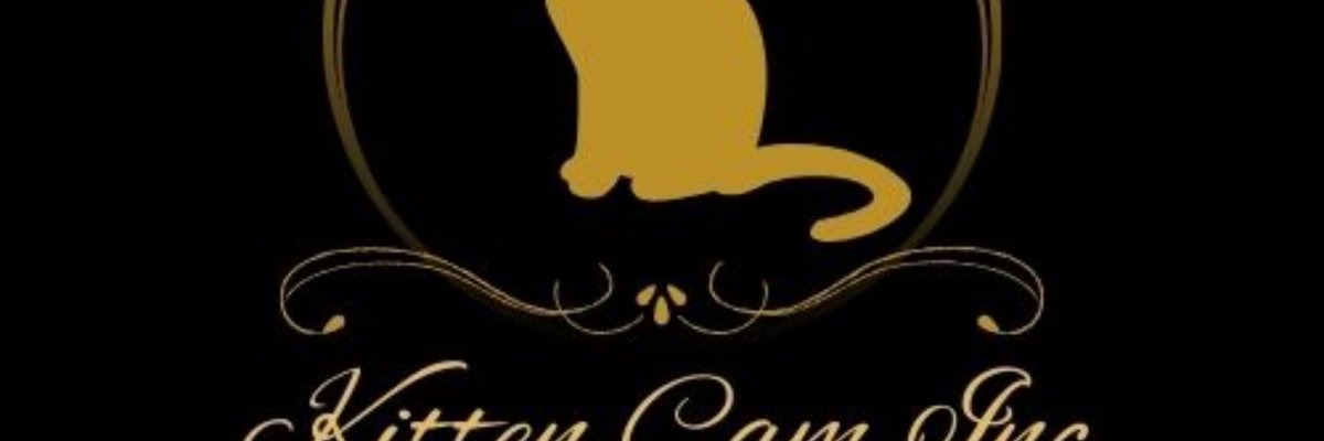 pretty kitten32 cover