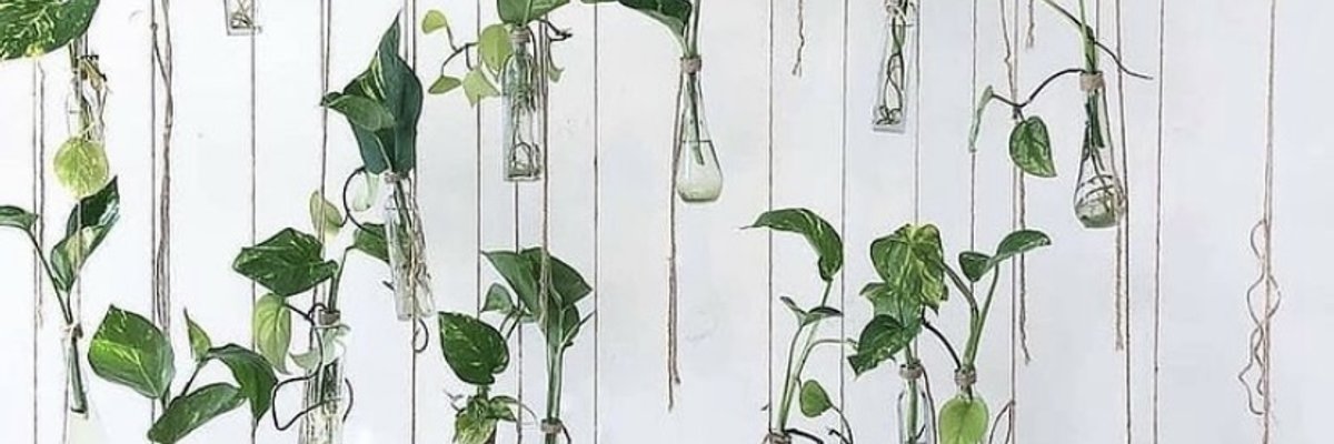 Quinn Reaper ⛏ cover