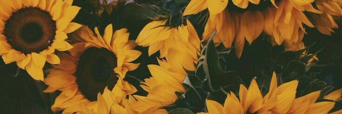 Dani cover