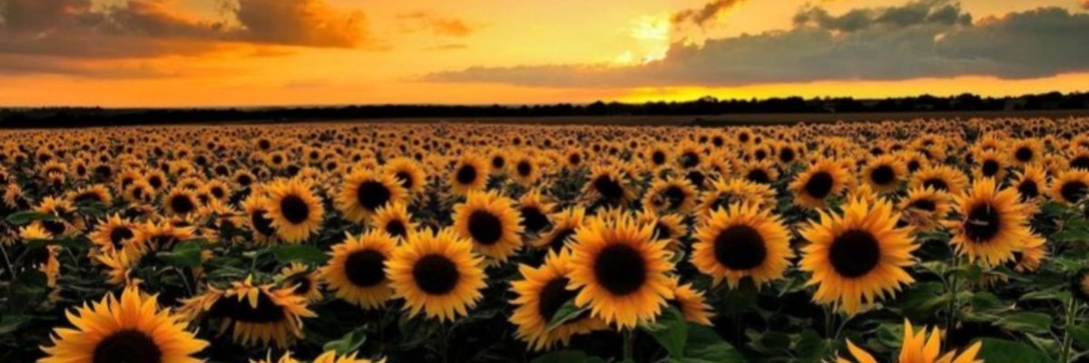 Regé the Aries cover