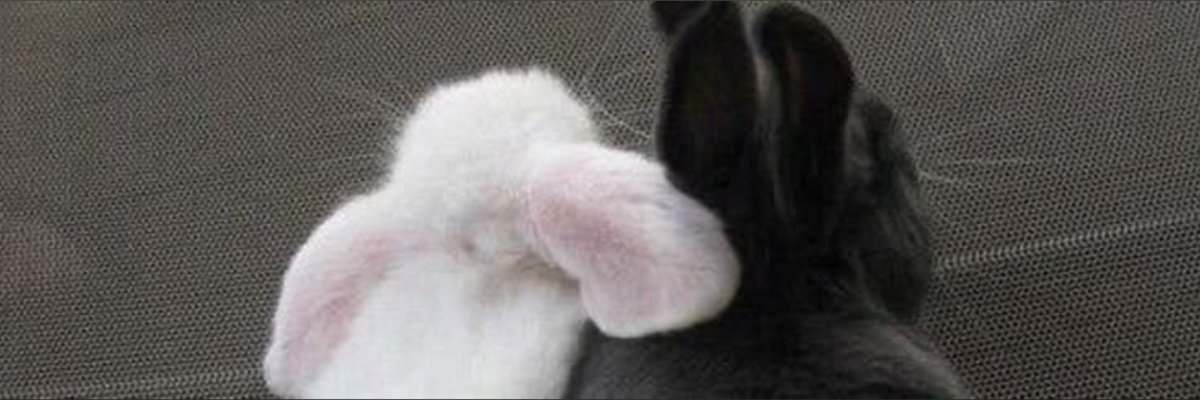 buns ₍ᐢ. .ᐢ₎ ₊˚⊹♡ cover