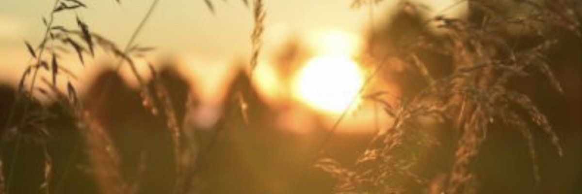 Sophie HermaVaini cover