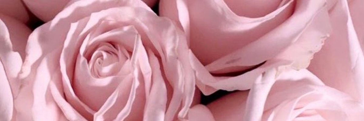 Sophie 🎀 cover