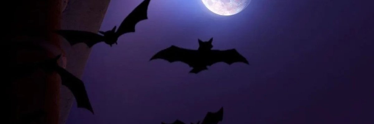 🦇💜Stephanie💜🦇 cover