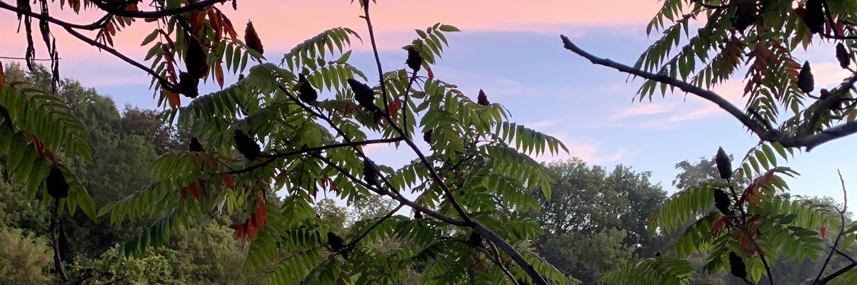 ❄️Diaz White cover