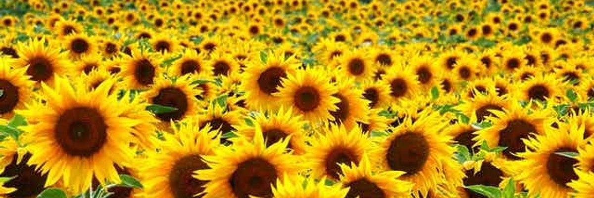 Serafina 💛🌻✨☀️ cover