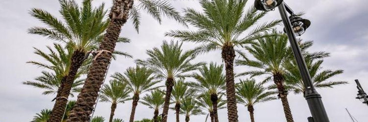 The Mandingo Club cover