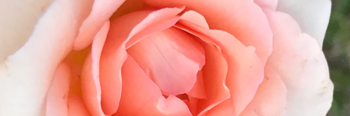 tulip🌷 cover