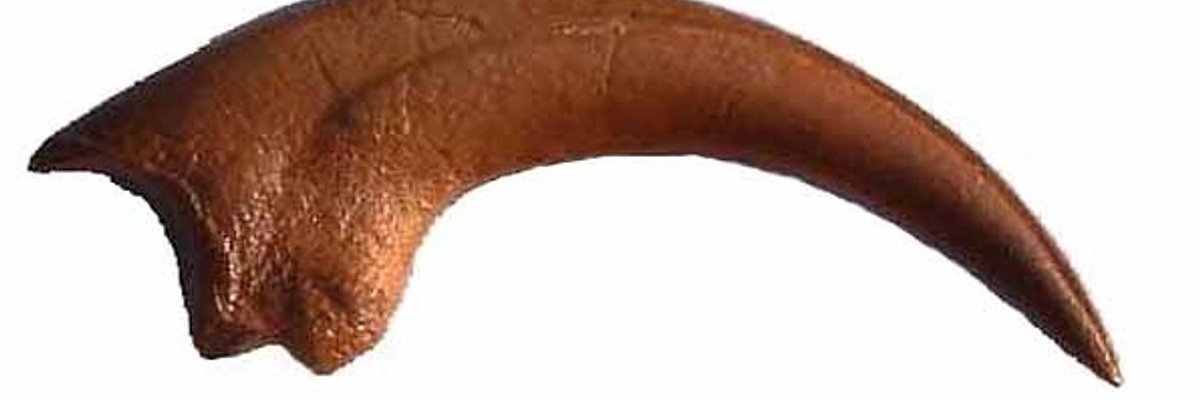 Raptorfootfinger cover